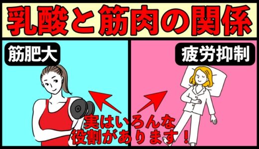 乳酸と筋肉の関係性